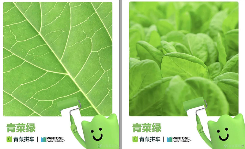 PANTONE聯(lián)合青菜拼車發(fā)布了“青菜綠”！(圖5)